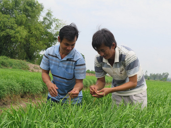 Nông dân tại một hợp tác xã rau an toàn. (Ảnh minh họa. Nguồn: TTXVN) Việt Nam đăng cai Hội nghị Bộ trưởng hợp tác xã khu vực châu Á-TBD ảnh 1