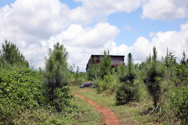 vnp_rung thong 2.jpg