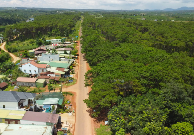 vnp_rung thong 3.jpg