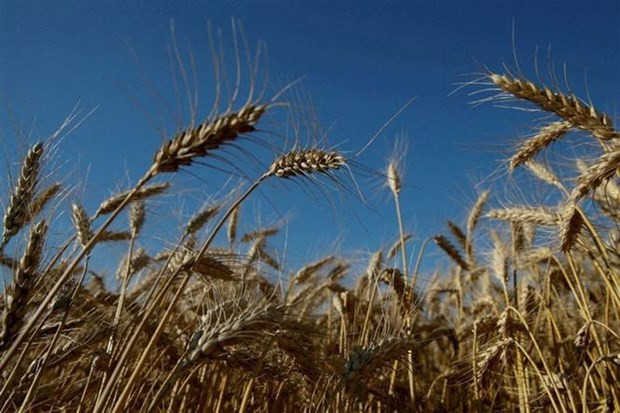 Cánh đồng lúa mỳ tại làng Zhovtneve (Ukraine). (Ảnh: Reuters/TTXVN) LHQ cảnh báo hậu quả nếu coi nhẹ cuộc khủng hoảng lương thực hiện nay ảnh 1