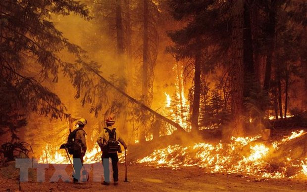 Cháy rừng dữ dội tại California (Mỹ) ngày 23/7. (Ảnh: AFP/TTXVN) Hàng nghìn ha rừng bị thiêu rụi chỉ trong một ngày tại bang California ảnh 1