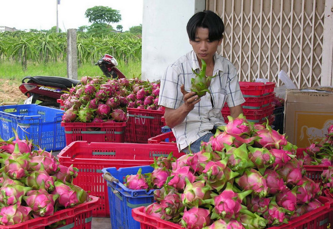 Xuất khẩu hơn 1.500 tấn thanh long qua Cửa khẩu quốc tế Lào Cai ảnh 1