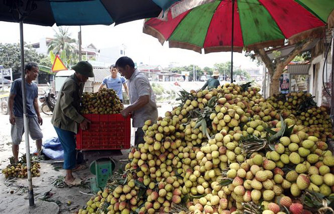Hưng Yên: Huyện Phù Cừ xuất khẩu vải chín sớm sang Đông Âu ảnh 1