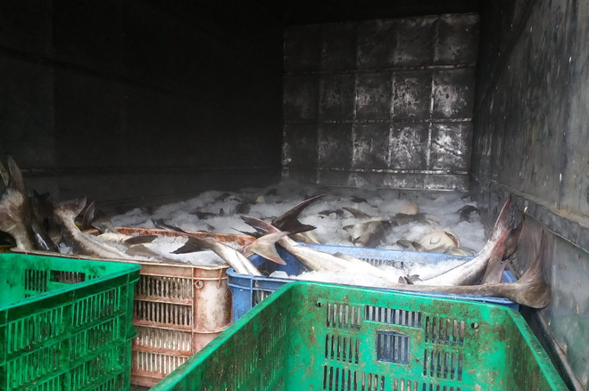 Đã tìm ra nguyên nhân khiến cá chết hàng loạt trên sông Chà Và ảnh 1