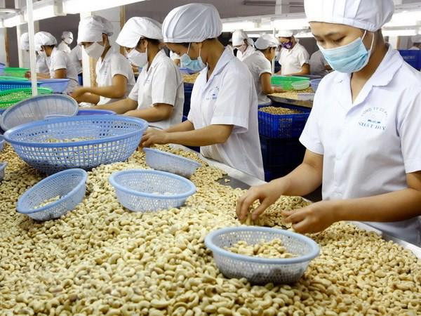 Chế biến hạt điều xuất khẩu. (Ảnh: Đình Huệ/TTXVN) Doanh nghiệp Việt tìm cơ hội xuất khẩu sang thị trường Singapore ảnh 1