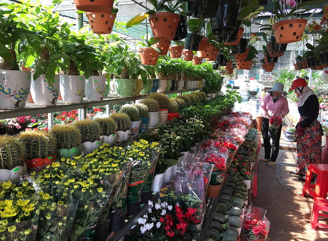 Người nước ngoài hào hứng với không khí Tết Nguyên đán ở Việt Nam ảnh 2