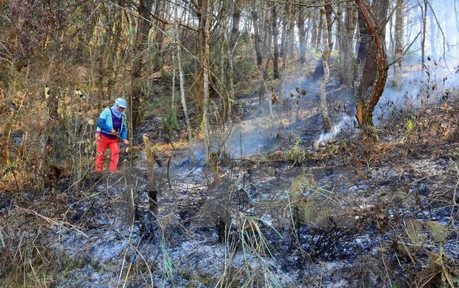 Hơn 8ha rừng ở Khu bảo tồn thiên nhiên Hoàng Liên bị thiêu rụi ảnh 1