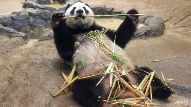 Nhật Bản: Gấu trúc khổng lồ sinh con lần đầu tiên kể từ năm 2012 ảnh 1