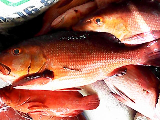 Cảnh báo nguy cơ ngộ độc khi ăn một số loại sinh vật biển ảnh 1