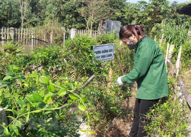 Gia Lai: Đầu tư dự án nhân giống cây dược liệu ứng dụng công nghệ cao ảnh 1