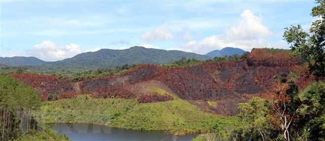 Kỷ luật khiển trách ba cán bộ liên quan đến vụ cháy rừng tại Kon Tum ảnh 1