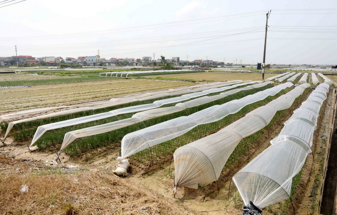 vnp_nong nghiep thai binh 1.jpg