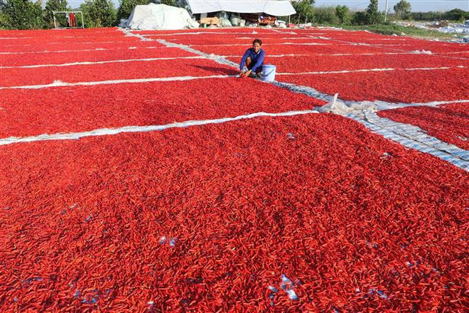 Tuân thủ quy định về kiểm dịch để xuất khẩu ớt sang Trung Quốc ảnh 1