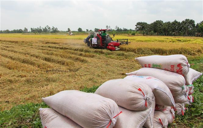Nông dân thị xã Long Mỹ (Hậu Giang) thu hoạch lúa Đông Xuân 2020-2021. (Ảnh: TTXVN) Vụ Đông Xuân ở phía Bắc đạt kỷ lục về năng suất và sản lượng ảnh 1