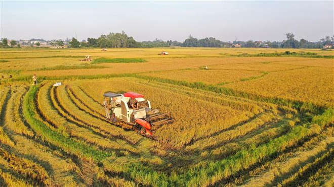 Nông dân huyện Cam Lộ, tỉnh Quảng Trị thu hoạch lúa Đông Xuân. (Ảnh: Hồ Cầu/TTXVN) Vụ Đông Xuân ở phía Bắc đạt kỷ lục về năng suất và sản lượng ảnh 2