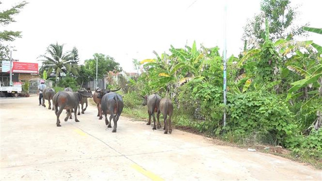 Đàn trâu 8 con bị 2 đối tượng dắt trộm. (Ảnh: TTXVN phát) Bình Phước: Phát hiện 2 đối tượng dắt trộm 8 con trâu trên Quốc lộ 13 ảnh 1