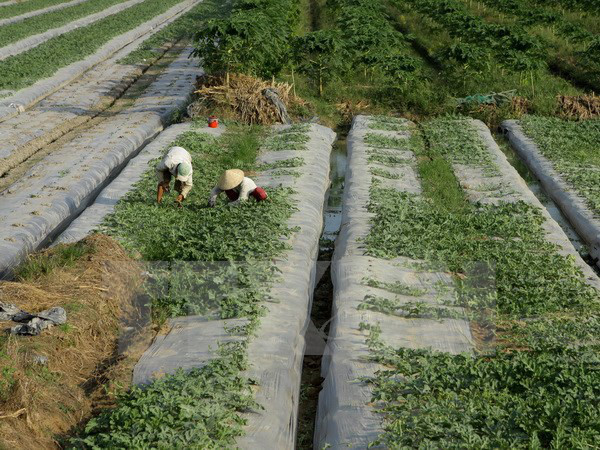 Sửa đổi quy định về miễn, giảm thuế sử dụng đất nông nghiệp ảnh 1