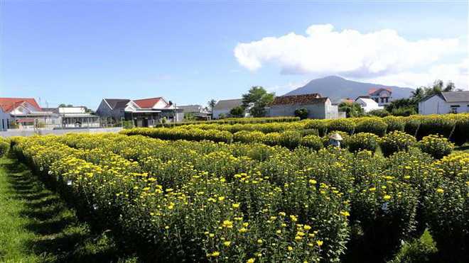 Vựa hoa cúc nổi tiếng của Khánh Hòa rộn ràng ngày giáp Tết ảnh 2