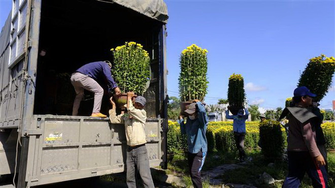 Vựa hoa cúc nổi tiếng của Khánh Hòa rộn ràng ngày giáp Tết ảnh 1