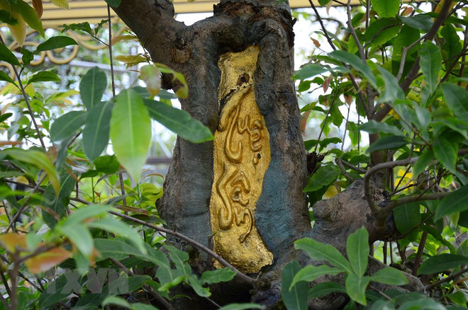 Đồng Tháp: Bộ sưu tập 10 cây mai vàng độc đáo, đạt kỷ lục thế giới ảnh 2