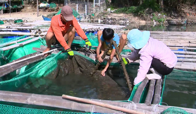 Tìm ra nguyên nhân khiến cá nuôi trong đầm Ô Loan chết hàng loạt ảnh 1