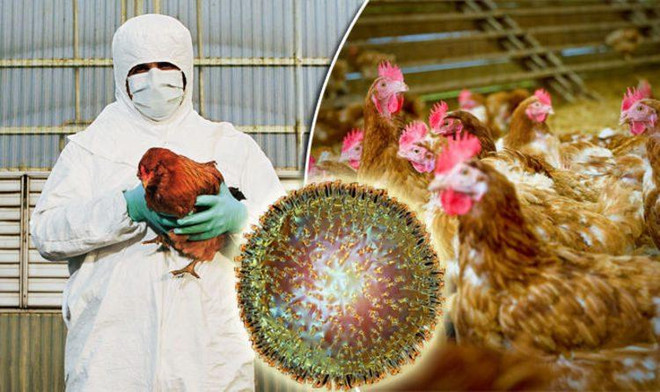 Cúm gia cầm chủng H5N6 lần đầu tiên bùng phát tại Campuchia ảnh 1
