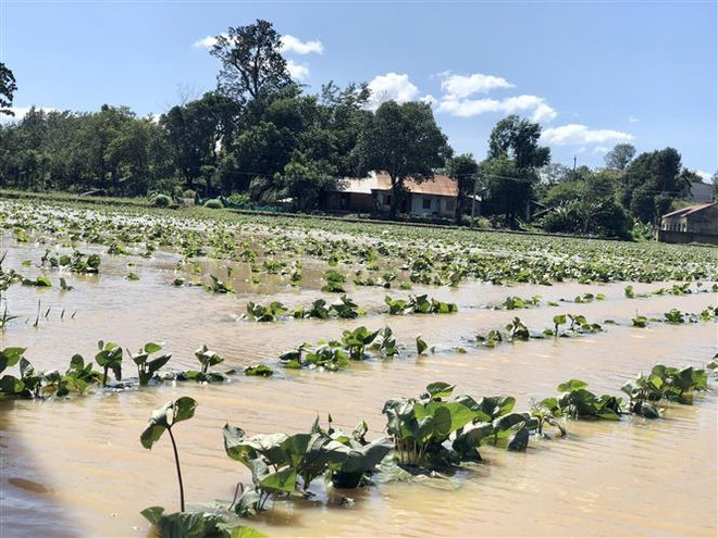 Mưa lũ tại Đắk Lắk khiến một người chết, một người mất tích ảnh 1