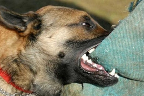 Bé gái tử vong sau gần 4 tháng bị chó cắn ở Quảng Bình ảnh 1