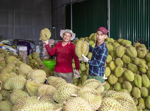 Ảnh minh họa (Nguồn: TTXVN) Quản lý chặt hoạt động thu mua và tiêu thụ sầu riêng ở tỉnh Đắk Lắk ảnh 2