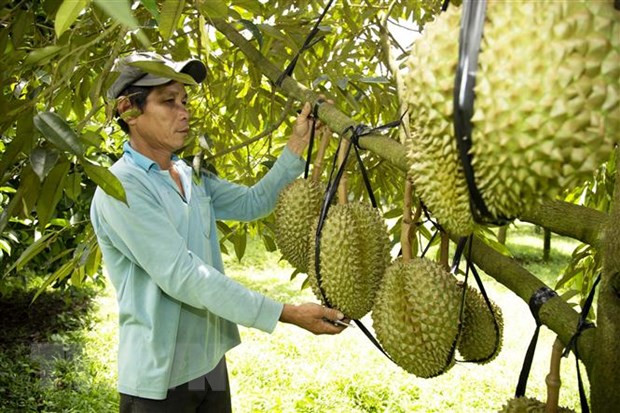 Ảnh minh họa (Nguồn: TTXVN) Quản lý chặt hoạt động thu mua và tiêu thụ sầu riêng ở tỉnh Đắk Lắk ảnh 1