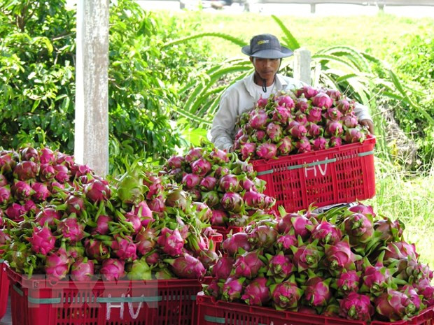 Thu hoạch thanh long ở Bình Thuận. (Ảnh: Nguyễn Thanh/TTXVN) Được bảo hộ chỉ dẫn địa lý, thanh long Bình Thuận mở rộng thị trường ảnh 1
