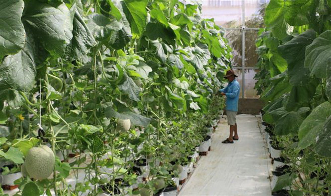 Bạc Liêu: Tăng trưởng kinh tế đứng thứ 3 vùng Đồng bằng sông Cửu Long ảnh 1