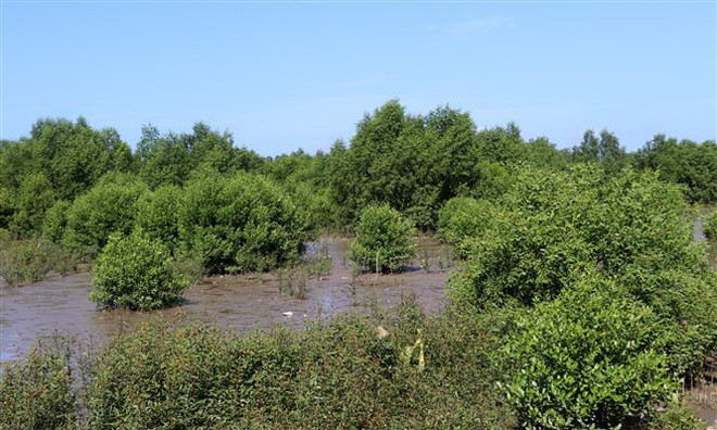 Tỉnh Kiên Giang tăng cường bảo tồn, phục hồi đa dạng sinh học ảnh 1