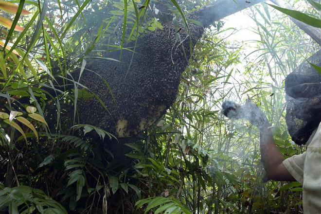 Tỉnh Kiên Giang tăng cường bảo tồn, phục hồi đa dạng sinh học ảnh 2