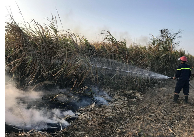 Lãnh đạo Kon Tum kiểm tra hiện trường vụ cháy trên cánh đồng mía ảnh 1