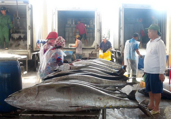 Ngư dân Phú Yên “thắng lớn" trong chuyến đi biển đầu năm ảnh 1