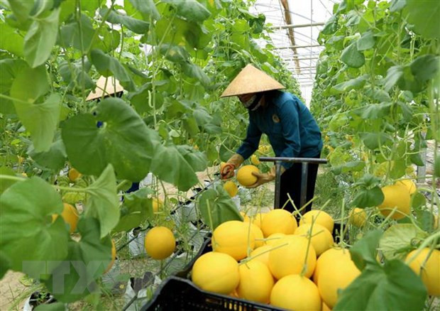 Thu hoạch dưa được trồng trong nhà lưới. (Ảnh minh họa. Vũ Sinh/TTXVN) Phát huy vai trò trụ đỡ của nền kinh tế trong bối cảnh đại dịch ảnh 2