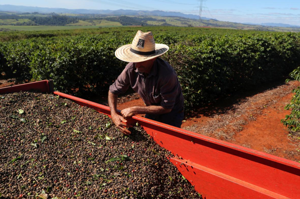 Thị trường nông sản tuần qua: Giá lúa gạo tăng, càphê và tiêu lao dốc ảnh 2
