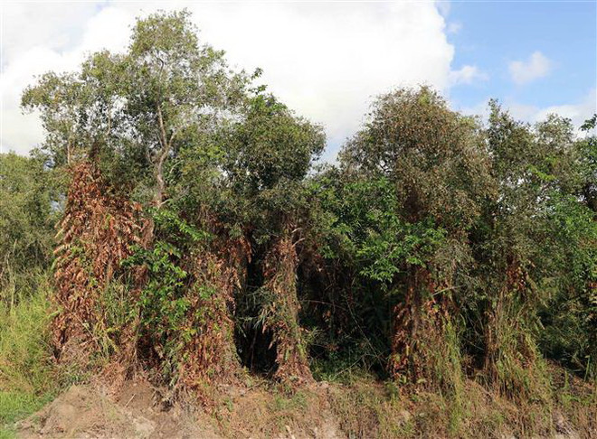 Cà Mau: Gần 40.000ha rừng đang ở mức báo động cháy cấp cao nhất ảnh 1