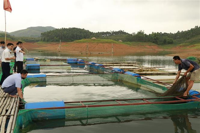 Cá hồ Thác Bà đã được Cục Sở hữu trí tuệ (Bộ Khoa học và Công nghệ) cấp giấy chứng nhận nhãn hiệu 'Cá hồ Thác Bà đặc sản Yên Bái' từ năm 2019. (Ảnh: Tiến Khánh/TTXVN) Yên Bái: Phát triển nghề nuôi cá đặc sản trên hồ Thác Bà ảnh 1