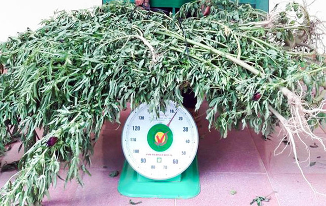 Lâm Đồng: Hai hộ dân trồng cần sa trái phép trong nhà kính ảnh 1