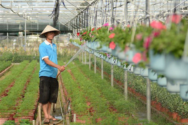 Đà Nẵng: Người dân làng hoa Dương Sơn hối hả chuẩn bị vụ Tết ảnh 2