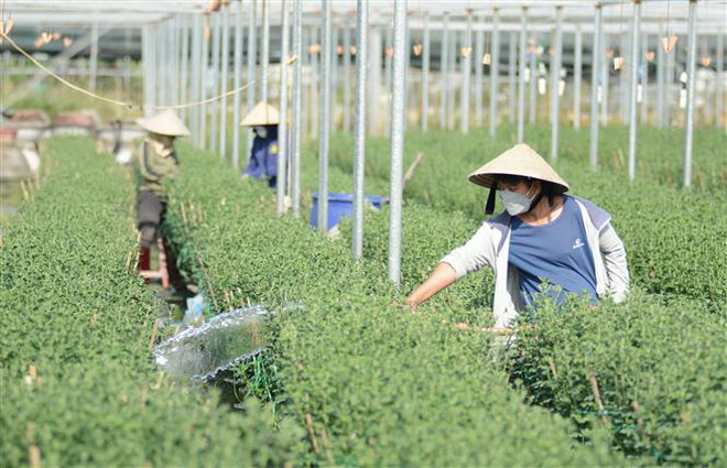 Đà Nẵng: Người dân làng hoa Dương Sơn hối hả chuẩn bị vụ Tết ảnh 1