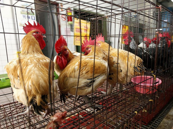 Bệnh nhân đầu tiên trên thế giới tử vong vì cúm H5N6 ảnh 1