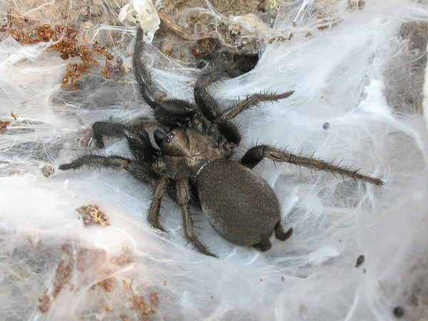 Các nhà khoa học giải mã thành công bộ gene của nhện ảnh 1