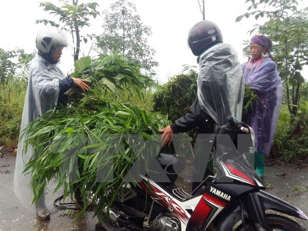 Khu vực Bắc Bộ mưa rét, vùng núi cao nhiệt độ dưới 10 độ C ảnh 1