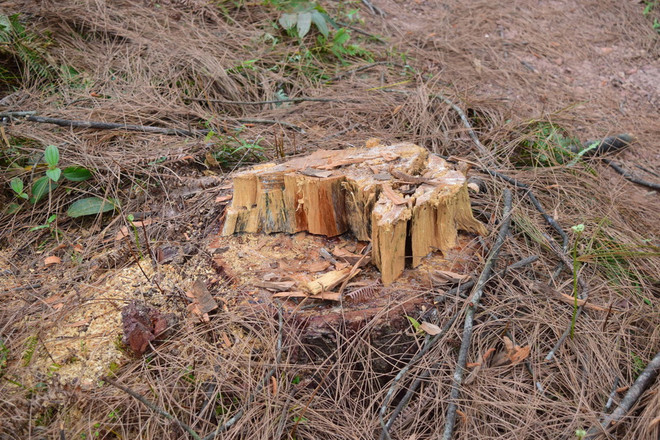 Công an Lâm Đồng bắt nhiều đối tượng trong băng nhóm phá rừng ảnh 1