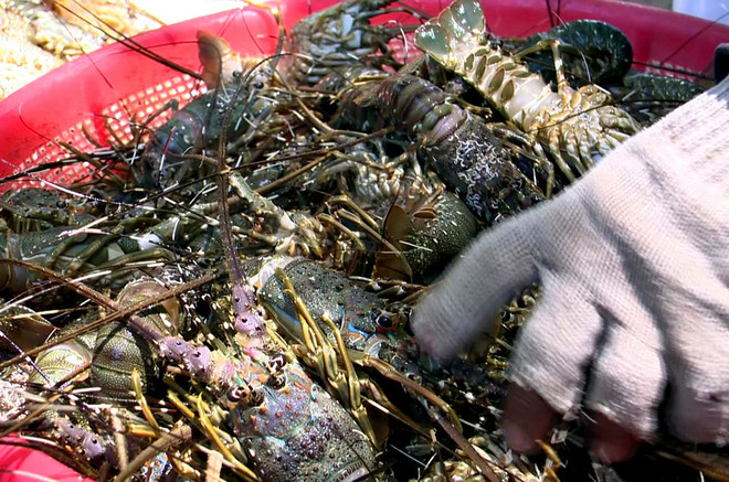 Phú Yên: Khắc phục tình hình tôm hùm chết tại thị xã Sông Cầu ảnh 1