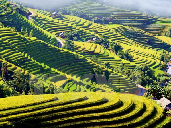 Mùa vàng trên vùng cao Hoàng Su Phì. (Ảnh: Đỗ Bình/TTXVN) Báo chí góp phần tích cực vào sự phát triển chung của vùng Tây Bắc ảnh 1