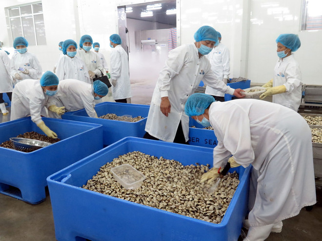 Lãnh đạo tỉnh Nam Định thị sát quy trình chế biến ngao sạch của Công ty Thủy sản Lenger Việt Nam. (Ảnh: Văn Đạt/TTXVN) Sản phẩm ngao sạch của Nam Định lần đầu xuất khẩu sang châu Âu ảnh 1